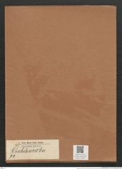 Rhabdosira sp. (de-Toni-Nr.: Genus 72) Zeichnungen Sammlung Grunow Mappe 02925 (Herbarium_W_Grunow_drawings_Folder_02925)